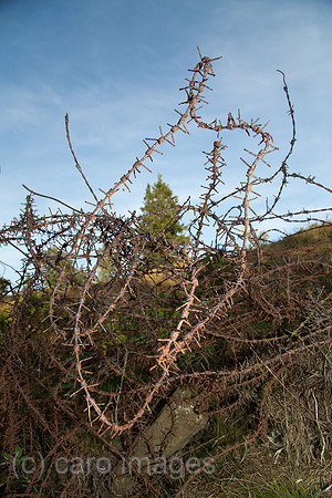 00A130906D406CAROE.JPG