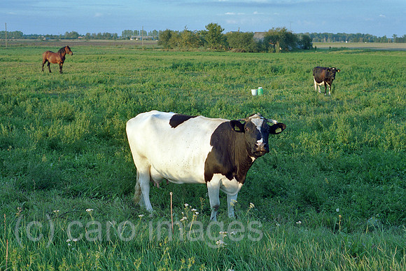 00A178402CAROE.JPG