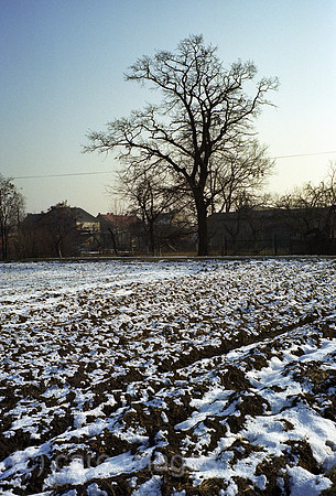00A179924ACAROE.JPG