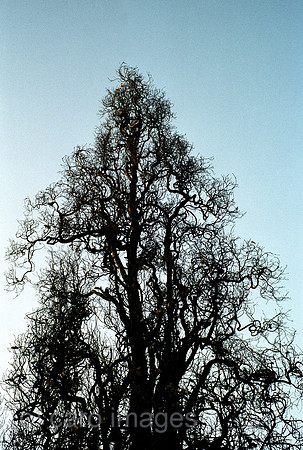 00A180034CAROE.JPG