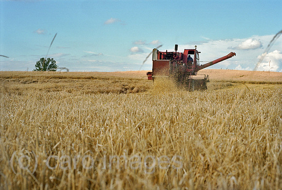 00A178322CAROE.JPG