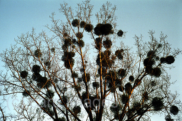 00A180026CAROE.JPG