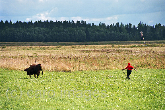 00A175129ACAROE.JPG