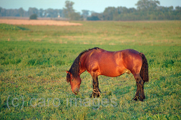 00A178414CAROE.JPG