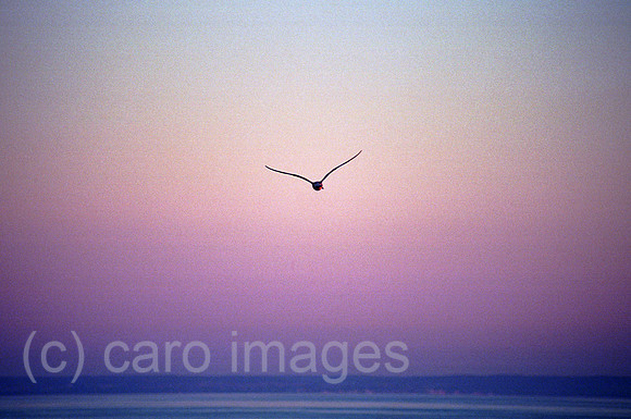 00A179206ACARO.JPG