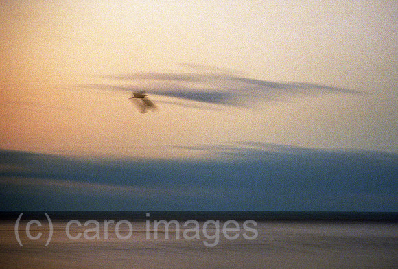 00A174934CAROE.JPG