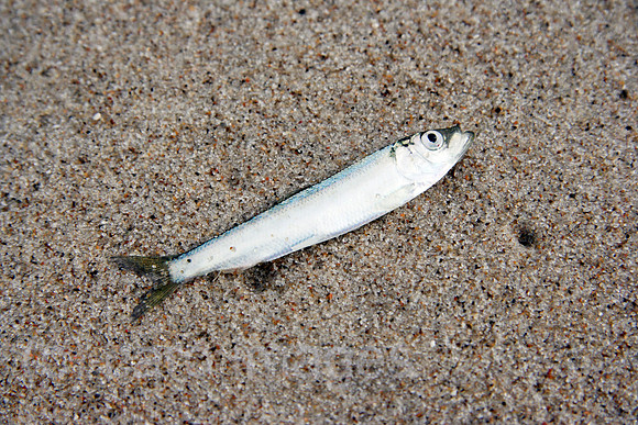 00P060801D024CAROE.JPG