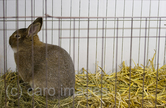 0GB080120D029CARO.JPG