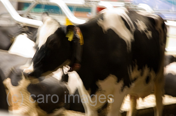 0GB080121D028CARO.JPG