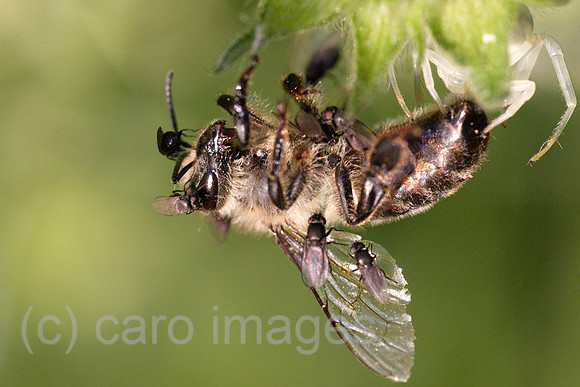 0MK100608D001CAROE.JPG