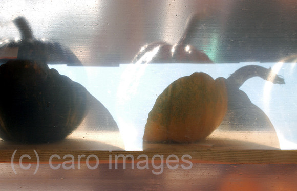 Y041010D006CARO.JPG