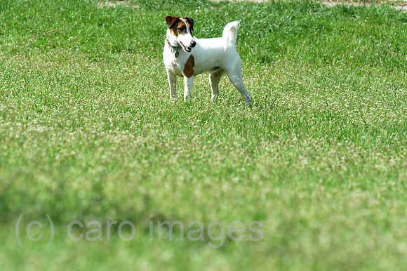 Y040520D005CARO.JPG