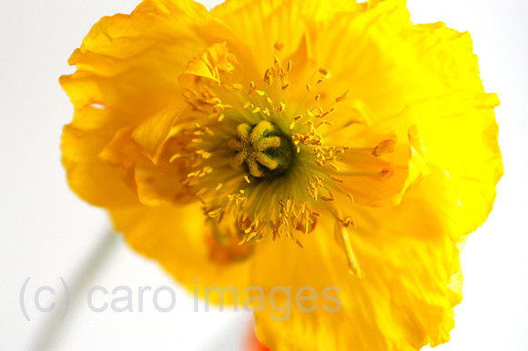 Y040510D005CARO.JPG
