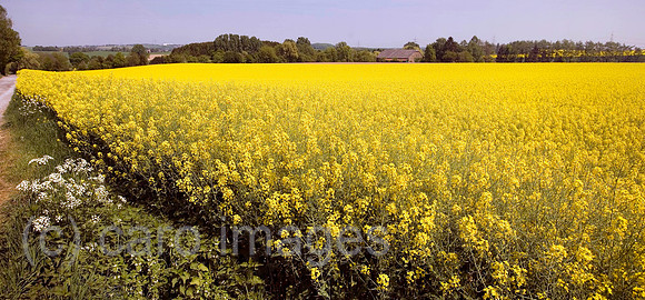 0KN070427D207CAROE.JPG