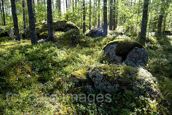 0SH050225D013CARO.JPG