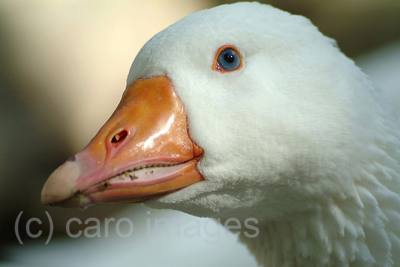 0SH050215D006CARO.JPG