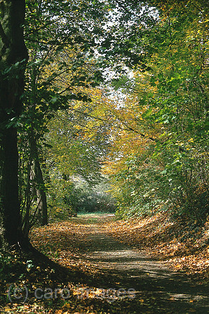 0SH040901D001CARO.JPG