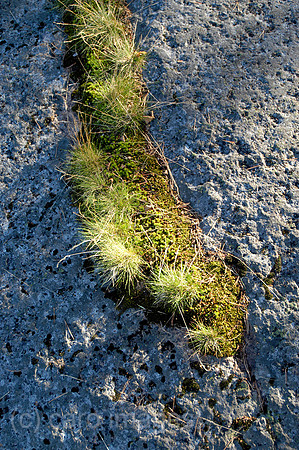 0SH050226D017CARO.JPG