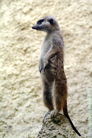 0SH050301D066CARO.JPG