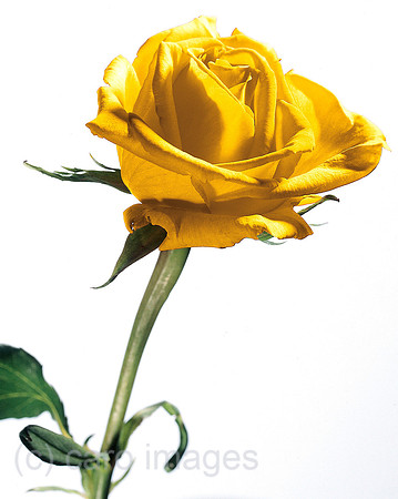 0SH041221D010CARO.JPG