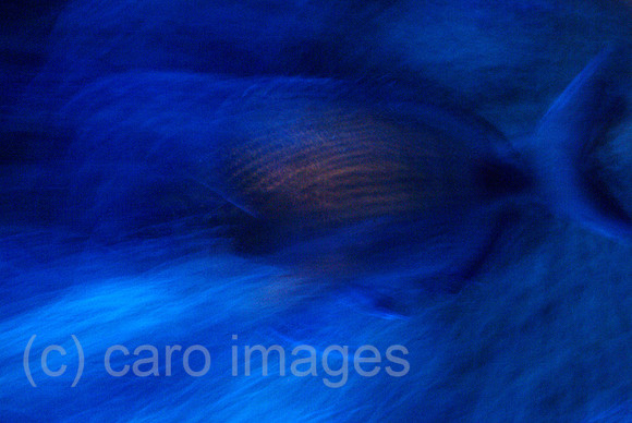0SH050301D072CARO.JPG