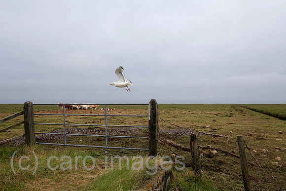 00P100524D059CAROE.JPG