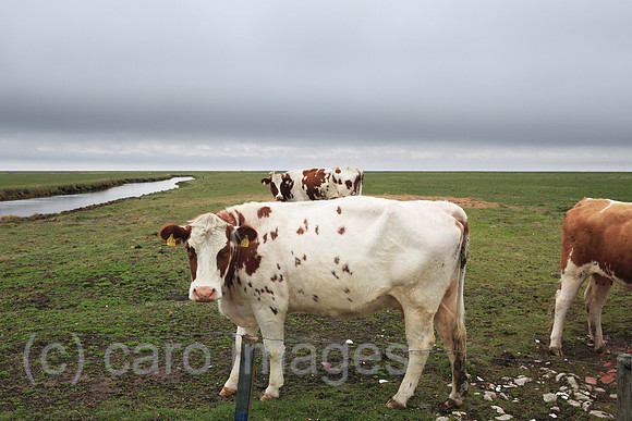 00P100524D052CAROE.JPG