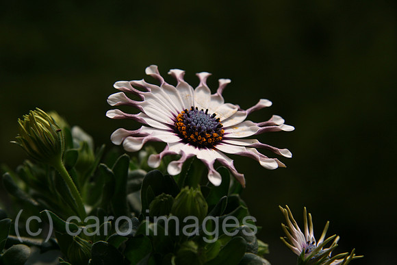 0GB070512D102CARO.JPG