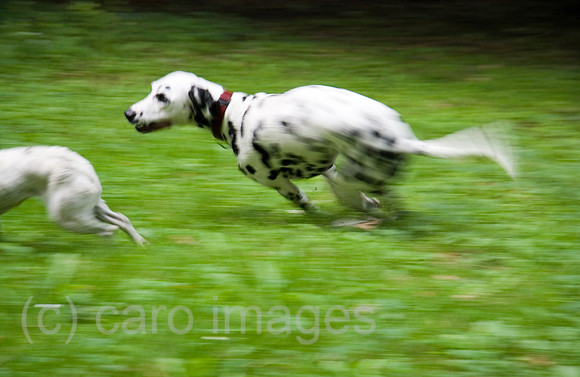 0GB070726D003CARO.JPG