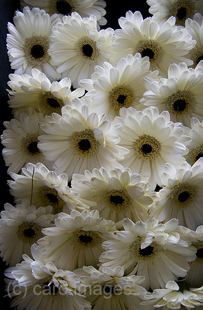 0GB070811D005CARO.JPG