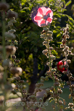 0GB070804D008CARO.JPG