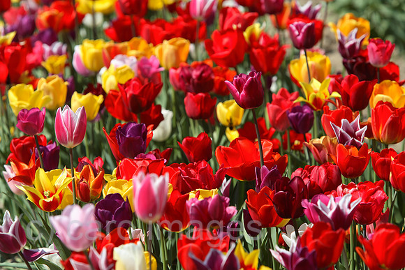 0KH070426D044CARO.JPG