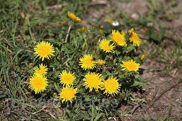 0KH070426D039CARO.JPG