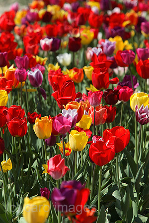 0KH070426D041CARO.JPG