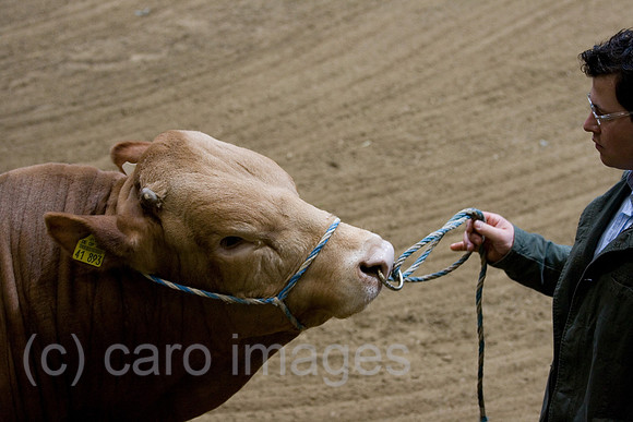 0GB080120D002CARO.JPG