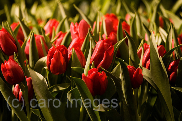 0GB080118D012CARO.JPG