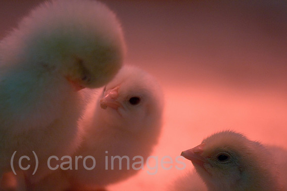 0GB080119D015CARO.JPG