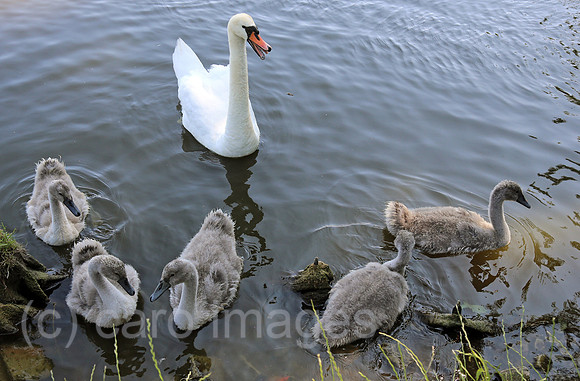 00S130711D804CAROE.JPG
