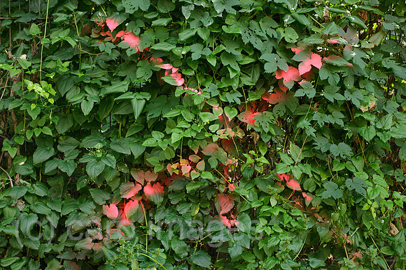 00P130810D101CAROE.JPG