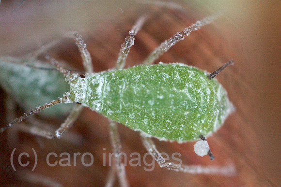 00S040611D002CARO.JPG