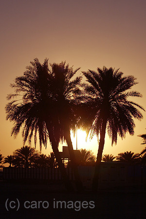 00S040323D021CARO.JPG