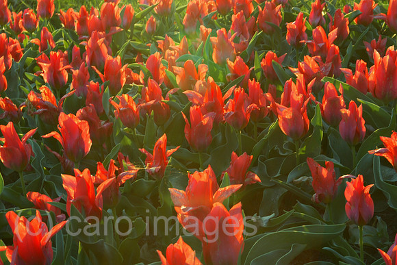 00S040416D004CARO.JPG
