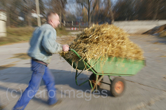 00S031113D054CARO.JPG