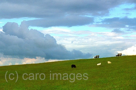 00S20122CARO.JPG