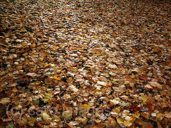 00P081102D011CAROE.JPG