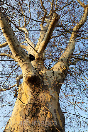 00P140329D039CAROE.JPG