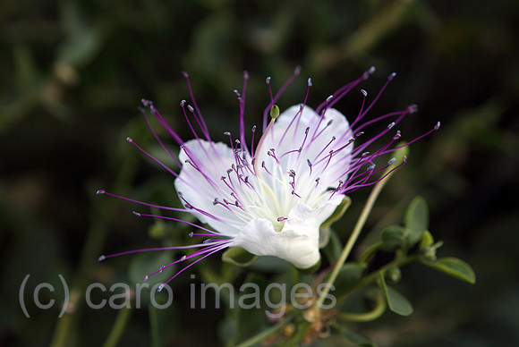 00S110709D018CAROE.JPG