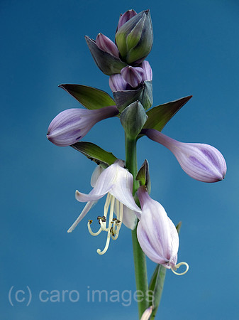 00S110707D731CAROE.JPG