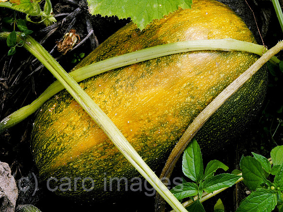 0SH050926D031CARO.JPG