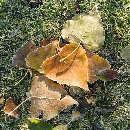 0SH060130D019CARO.JPG